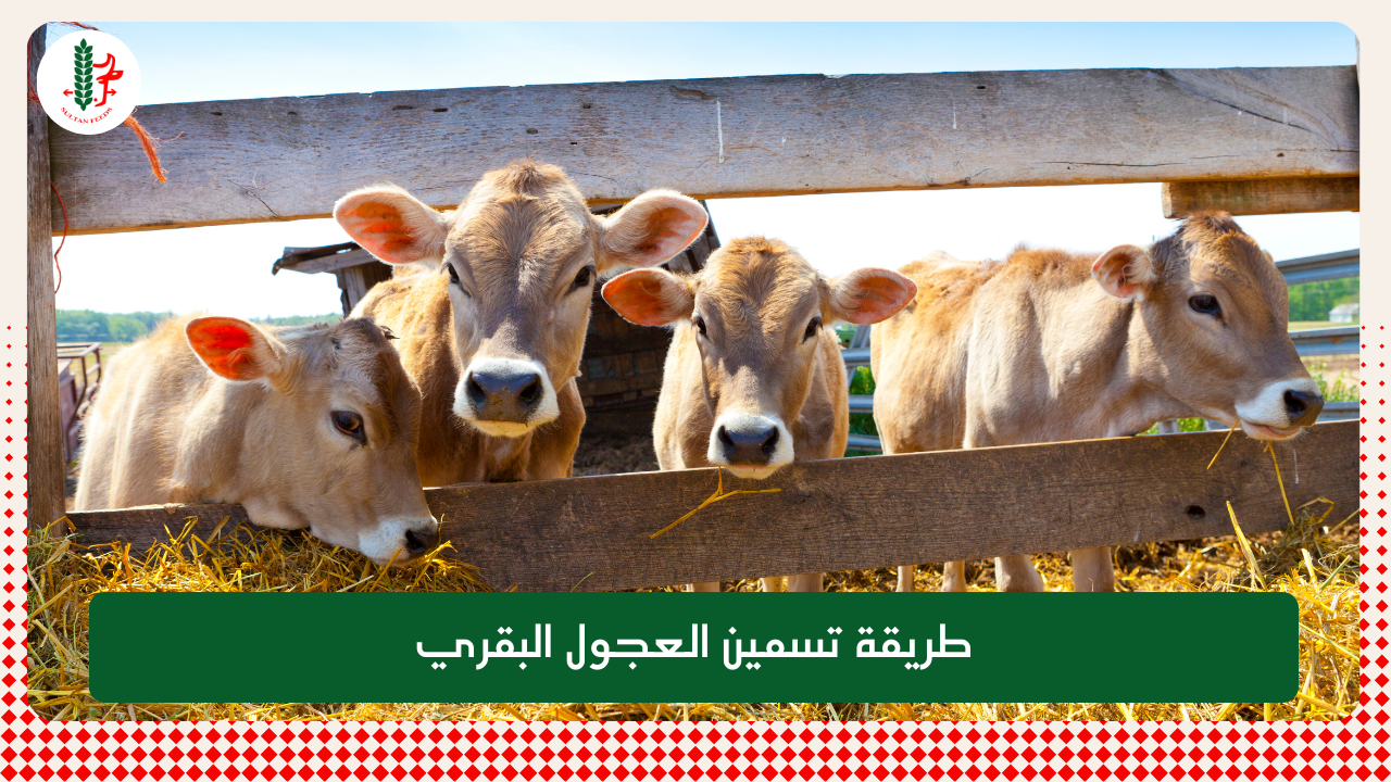 You are currently viewing طريقة تسمين العجول البقري