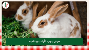 Read more about the article مرض جرب الأرانب وعلاجه
