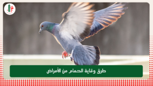 Read more about the article طرق وقاية الحمام من الأمراض