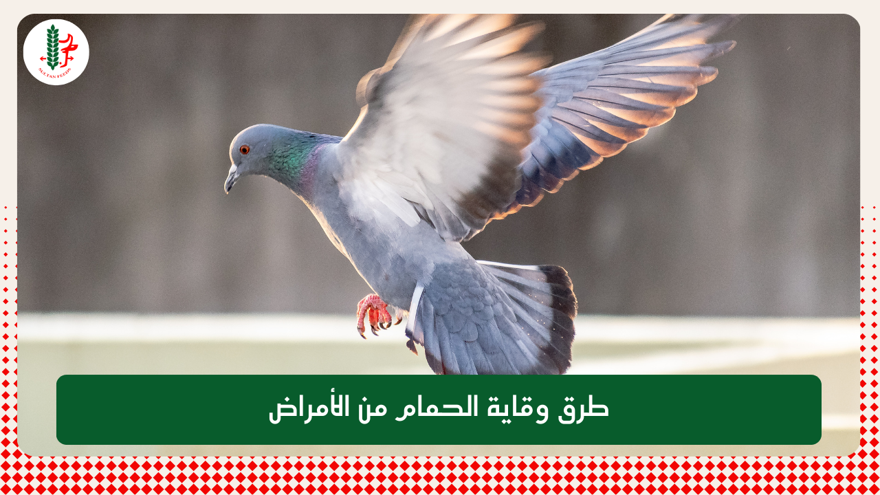 Read more about the article طرق وقاية الحمام من الأمراض