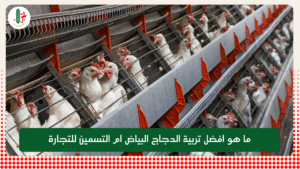 Read more about the article ما هو افضل تربية الدجاج البياض ام التسمين للتجارة