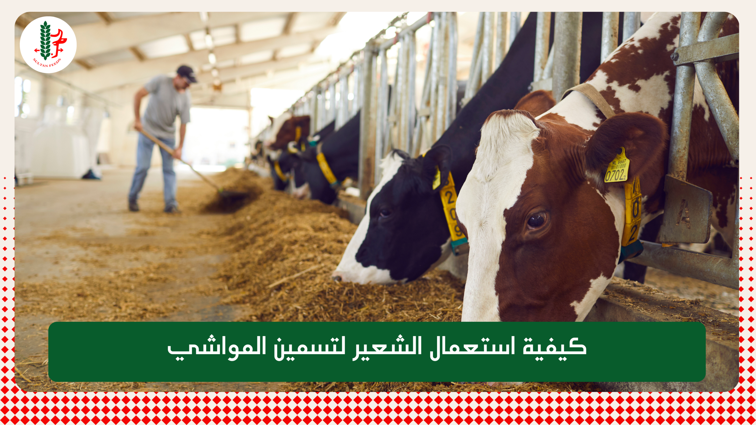 Read more about the article كيفية استعمال الشعير لتسمين المواشي