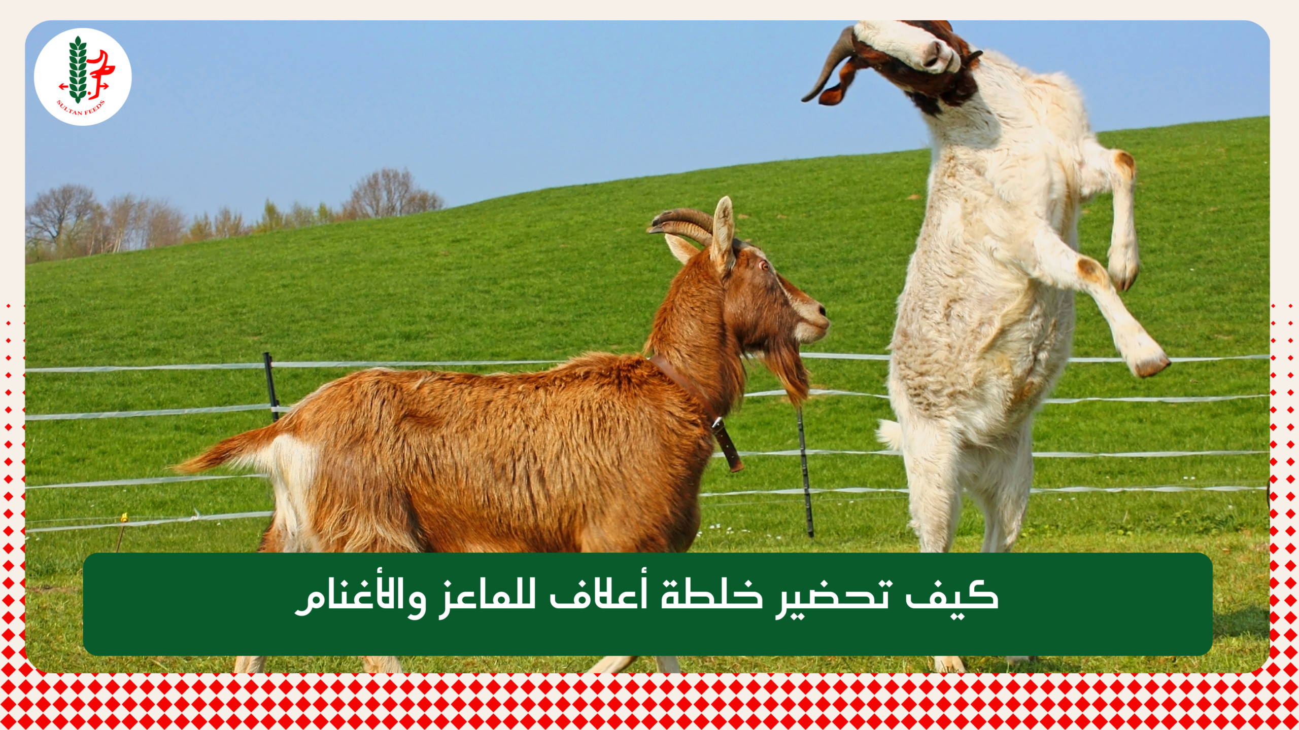 Read more about the article كيف تحضير خلطة أعلاف للماعز والأغنام