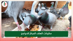 Read more about the article ما هي طرق تغذية الحمام