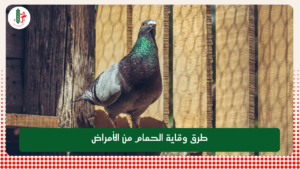 Read more about the article طرق وقاية الحمام من الأمراض