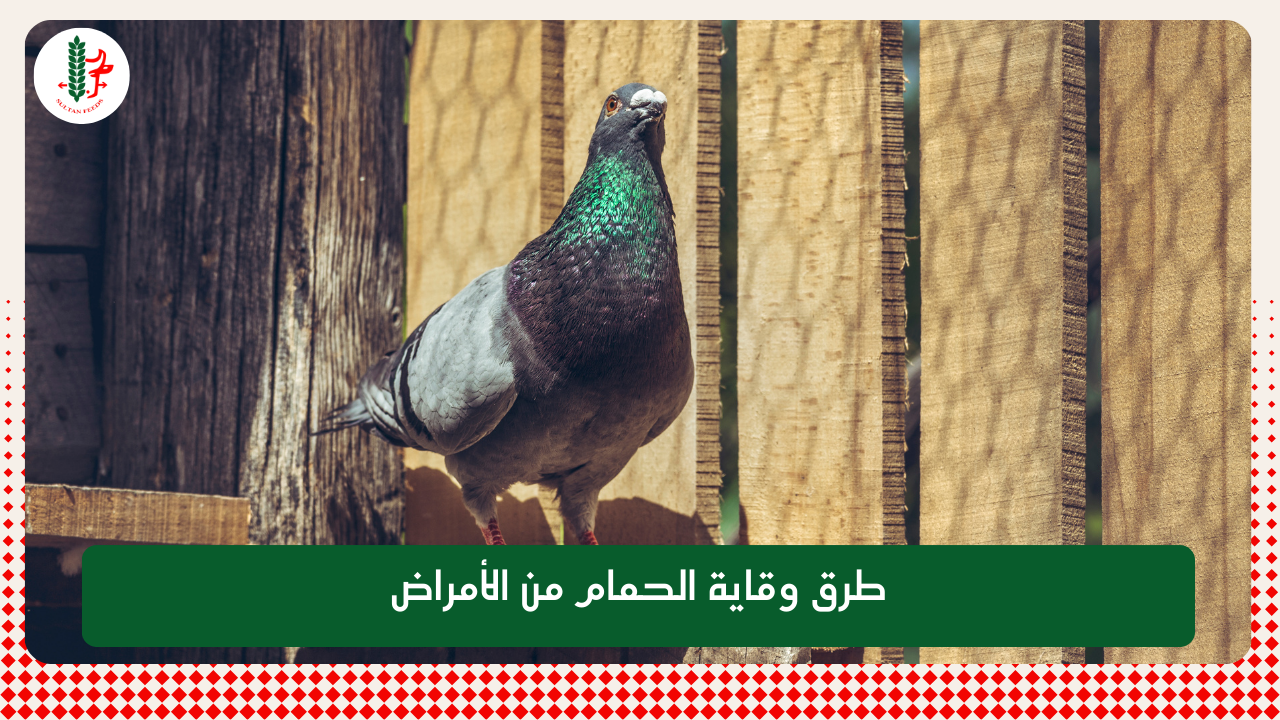 Read more about the article طرق وقاية الحمام من الأمراض