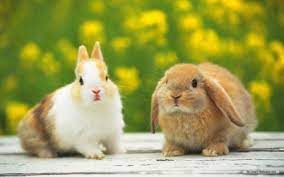  أنواع مرض الجرب عند الأرانب