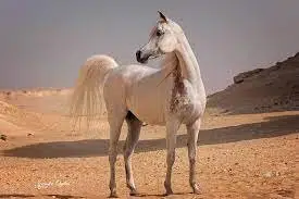 كيفية الإهتمام بصحة وعظام خيل السباق - أعلاف السلطان