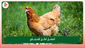 Read more about the article أفضل أكل للدجاج