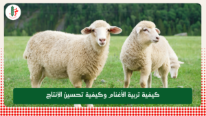 Read more about the article كيفية تربية الأغنام وكيفية تحسين الإنتاج