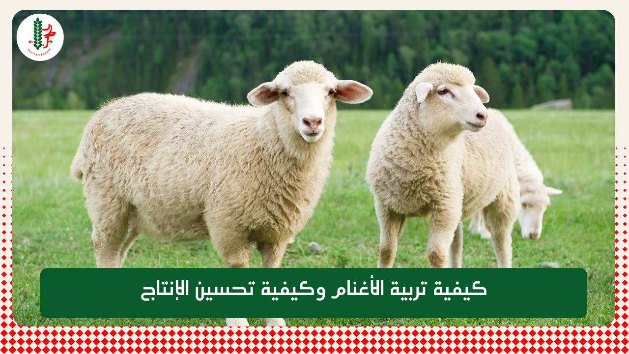Read more about the article كيفية تربية الأغنام وكيفية تحسين الإنتاج