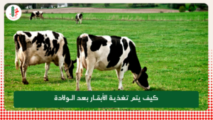 Read more about the article كيف يتم تغذية الأبقار بعد الولادة