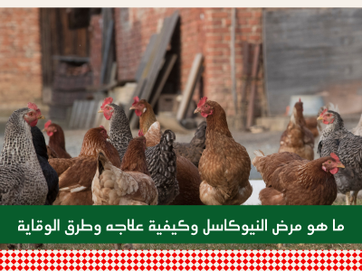 ما هو مرض النيوكاسل وكيفية علاجه وطرق الوقاية