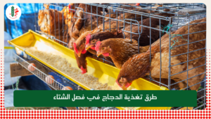 Read more about the article طرق تغذية الدجاج في فصل الشتاء