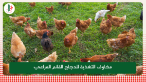 Read more about the article ما هي مخاوف التغذية لدواجن المراعي