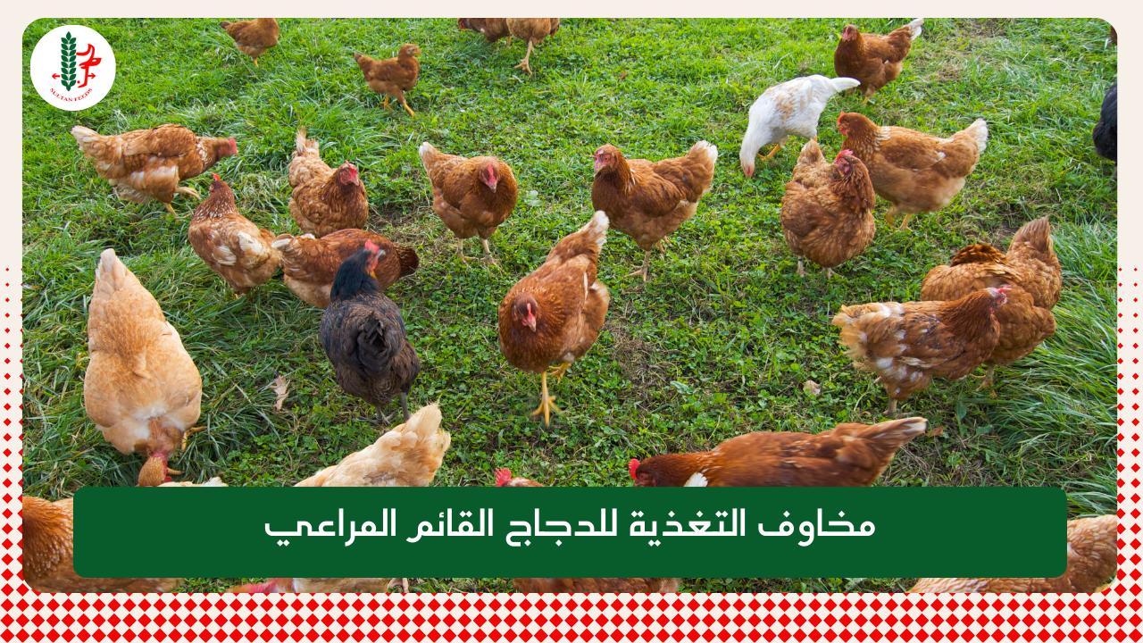 Read more about the article ما هي مخاوف التغذية لدواجن المراعي