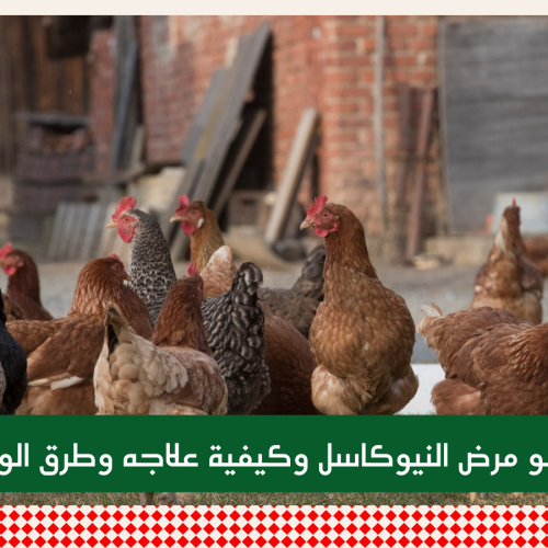 ما هو مرض النيوكاسل وكيفية علاجه وطرق الوقاية