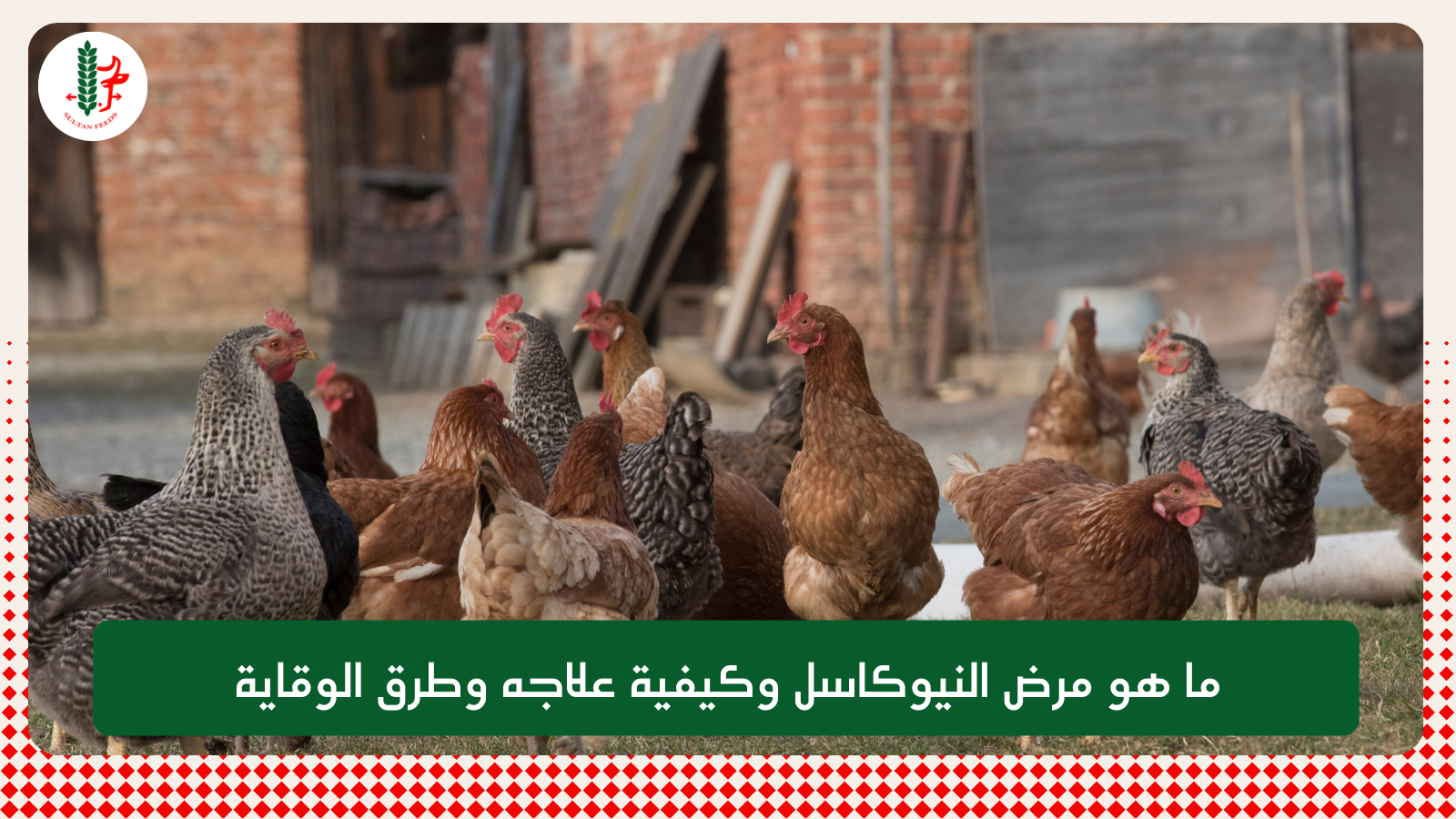 ما هو مرض النيوكاسل وكيفية علاجه وطرق الوقاية