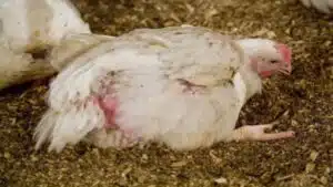 السالمونيلا ... أهم المشاكل الحقلية البكتيرية بمزارع الدواجن