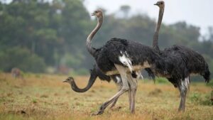 Read more about the article أهم المشاكل المرضية لـ النعام و طرق الوقاية منها