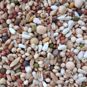 علف حمام (تفريخ)