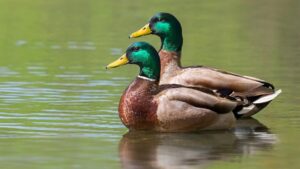 Read more about the article الخطوات المتبعة في تربية البط البلدي