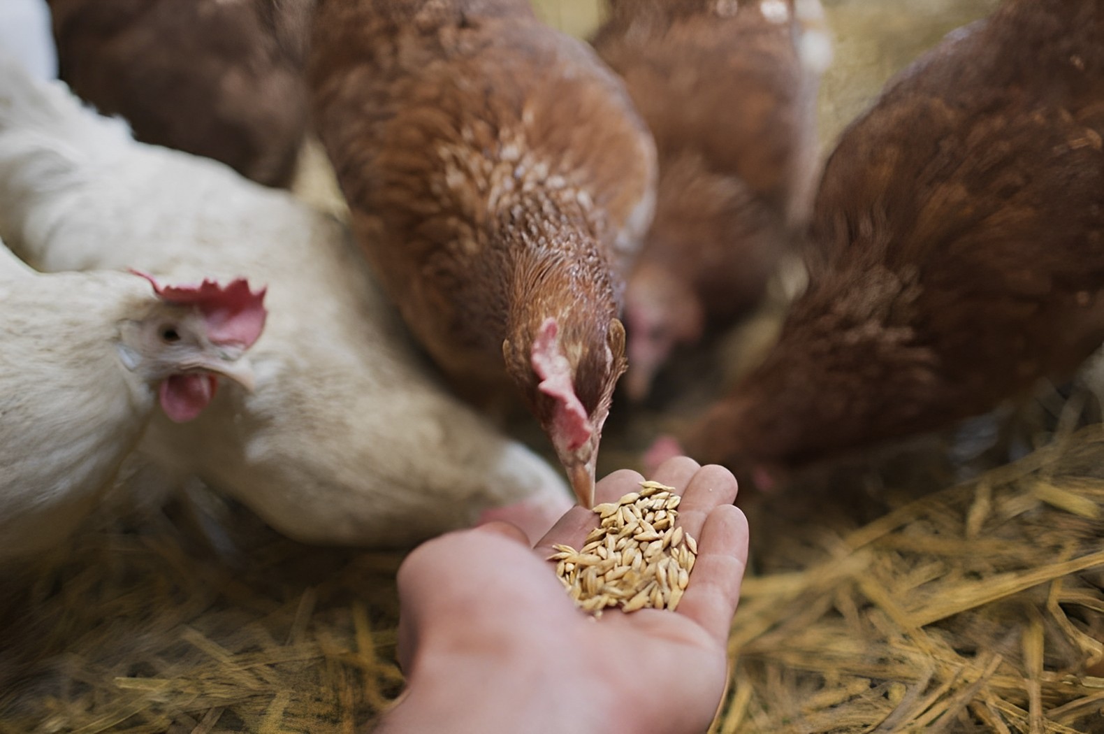 Read more about the article مخاطر السموم الفطرية: على صحة الإنسان والثروة الحيوانية