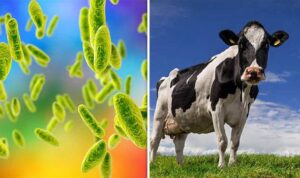 Read more about the article البروسيلا.. طرق انتقاله من الحيوان للإنسان