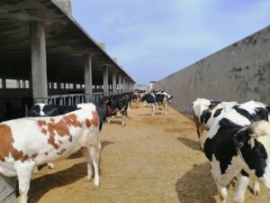 Read more about the article أسباب التهاب الجلد العقدي في الأبقاروطرق الوقاية منه