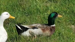 Read more about the article تربية البط المنزلي: وكيفية التربية الصحيحة