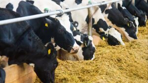 Read more about the article موازن الأعلاف