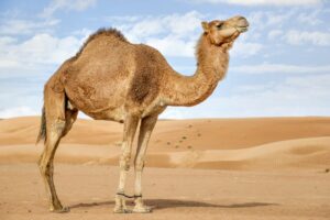 Read more about the article علاج ضمور الإبل… الأسباب وطرق العلاج