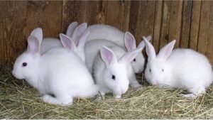 Read more about the article  المكونات الأساسية لتغذية الأرانب المثالية