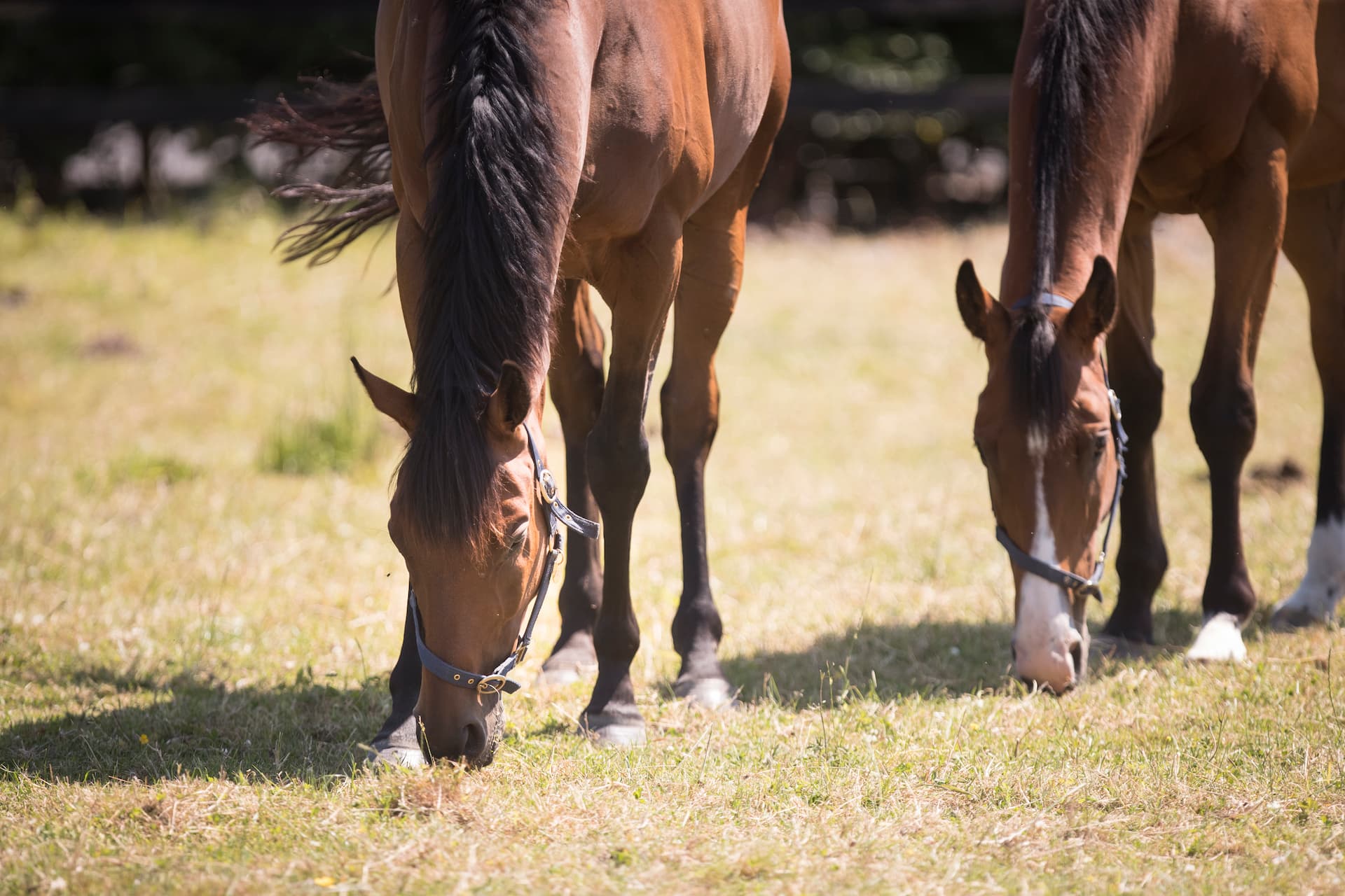 Read more about the article 10 قواعد أساسية لتغذية الخيول