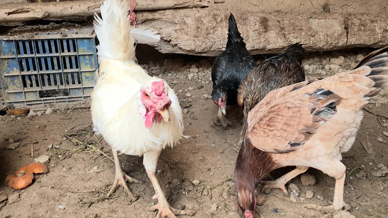 Read more about the article الشلل في أجنحة الدواجن: الأمراض والأعراض وطرق العلاج