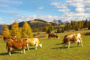 Read more about the article  أسباب فقدان الشهية بعد الولادة في الأبقار