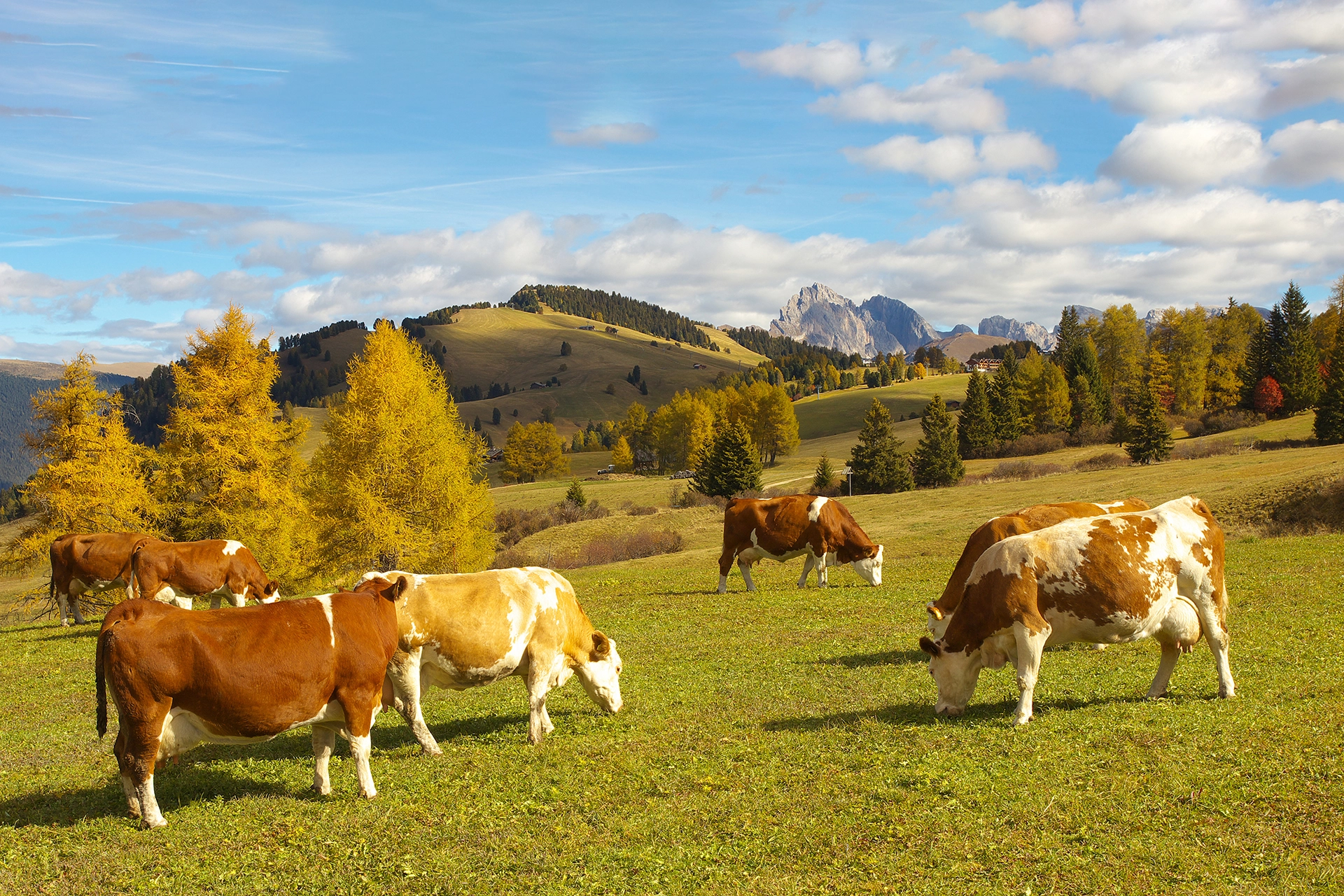 Read more about the article  أسباب فقدان الشهية بعد الولادة في الأبقار