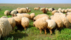 Read more about the article كيفية علاج الأغنام التي لا تأكل عند فقدان الشهية
