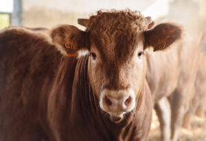 Read more about the article كمية الحليب اللازمة للعجول الرضيعة حتى سن الفطام