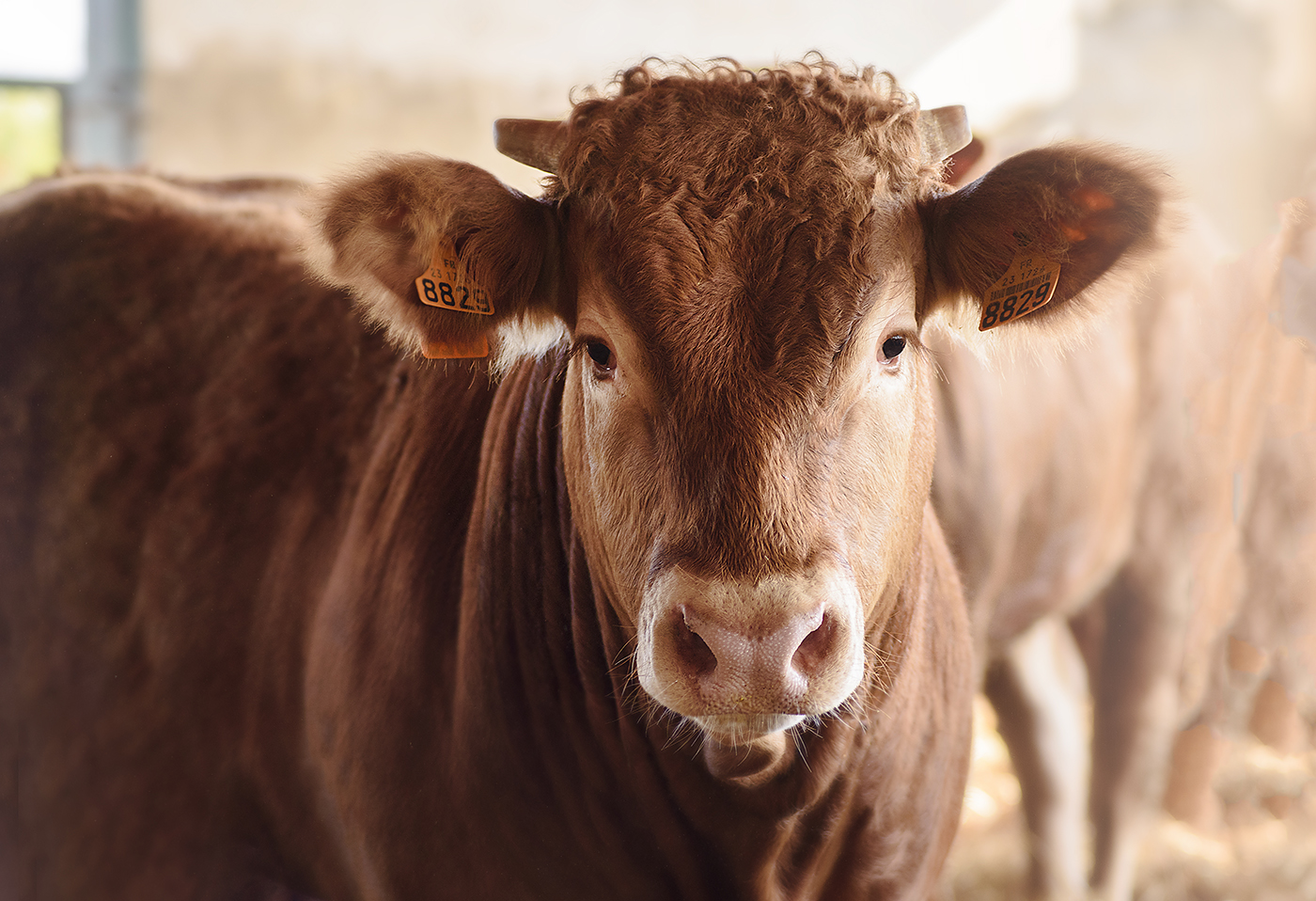 Read more about the article كمية الحليب اللازمة للعجول الرضيعة حتى سن الفطام