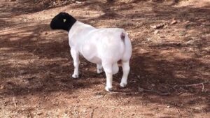 Read more about the article سلالة دوربر الأغنام وخصائصها الرئيسية للإنتاج