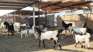 Read more about the article نصائح في تربية الماعز