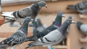 Read more about the article معلومات عن تربية الحمام في المنزل