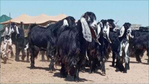 Read more about the article سلالة الماعز العارضي وأهم مميزاته وخصائصه الانتاجية