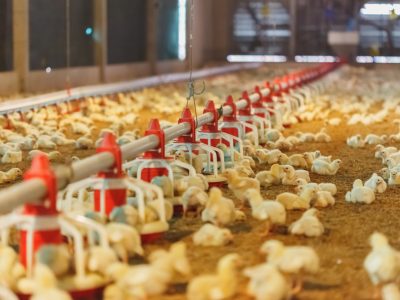 نظام التعليف في حظائر الدواجن