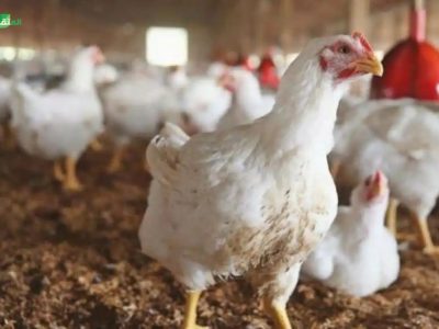 تأثير الميكوبلازما على صناعة الدواجن: