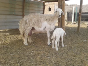 Read more about the article مشاكل القراد في الأغنام والماعز وكيفية الوقاية منها