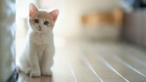 Read more about the article أشهر أمراض القطط الجلدية وطريقة علاجها