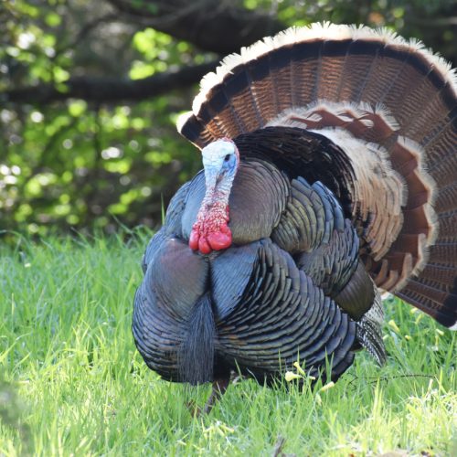 تعرف على احتياجات الرومي من البروتين والطاقة