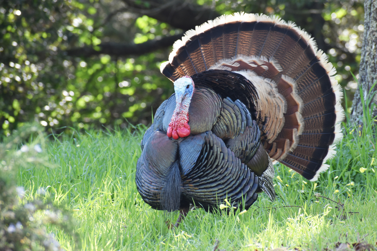 Read more about the article تعرف على احتياجات الرومي من البروتين والطاقة